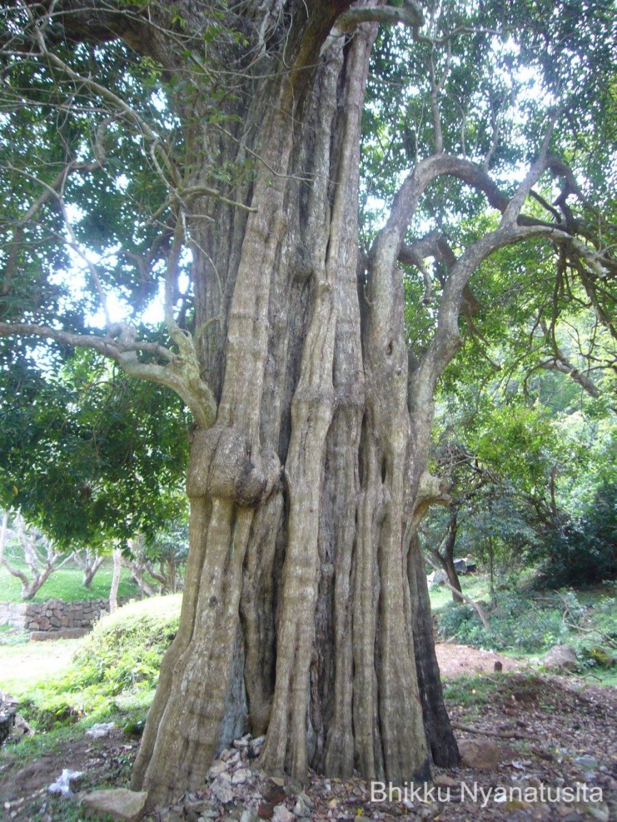 Hydnocarpus venenatus Gaertn.